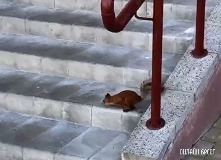 Брест. Белка бегает возле жилых домов