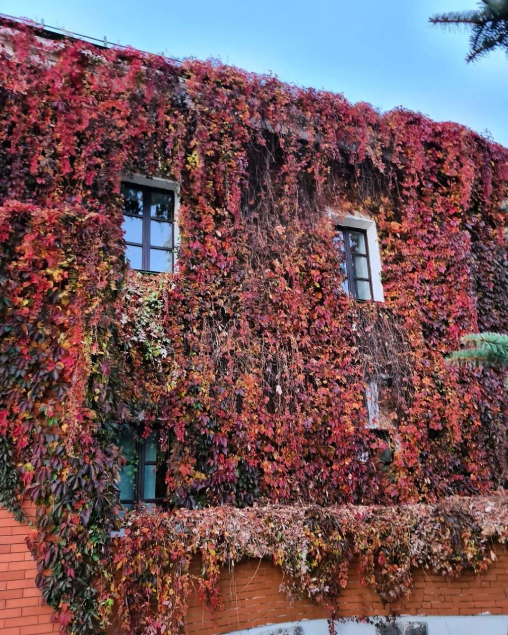 Такую красоту можно увидеть в Брестской крепости