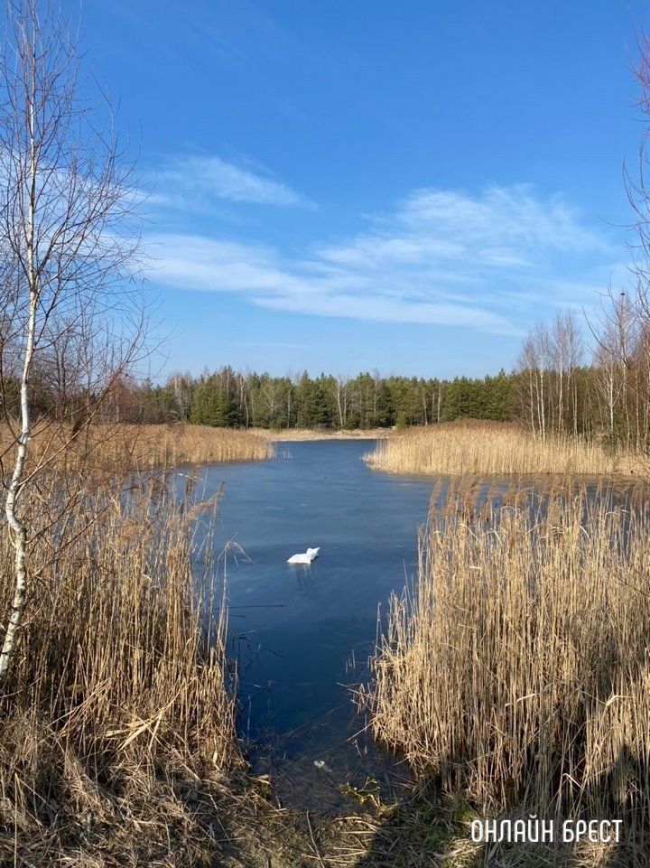 Читатель: В Бресте на Красном дворе мужик выкинул мешок со щенками на лёд