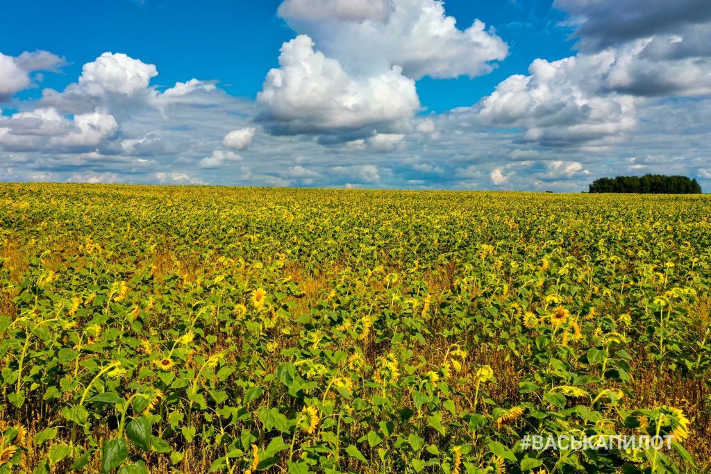 Посмотрите, какое поле подсолнухов есть недалеко от Бреста