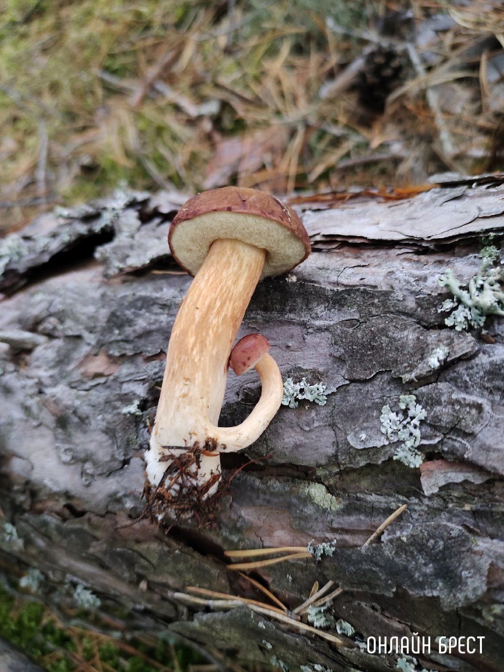 Читатель: Посмотрите, какие интересные грибы нашёл