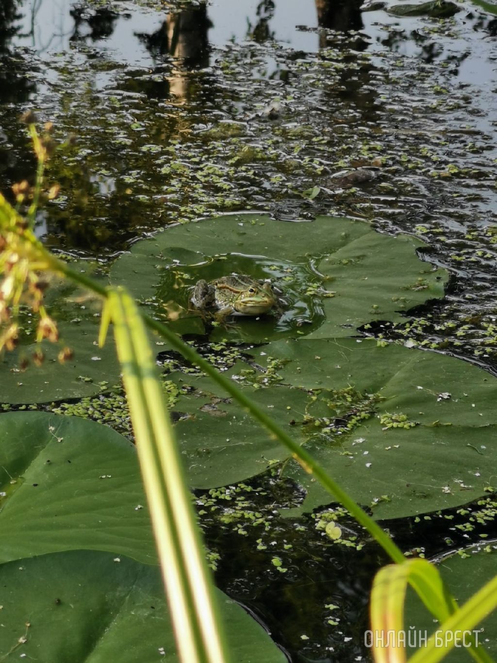 Посмотрите, как красиво! Фото сделаны в Брестской области