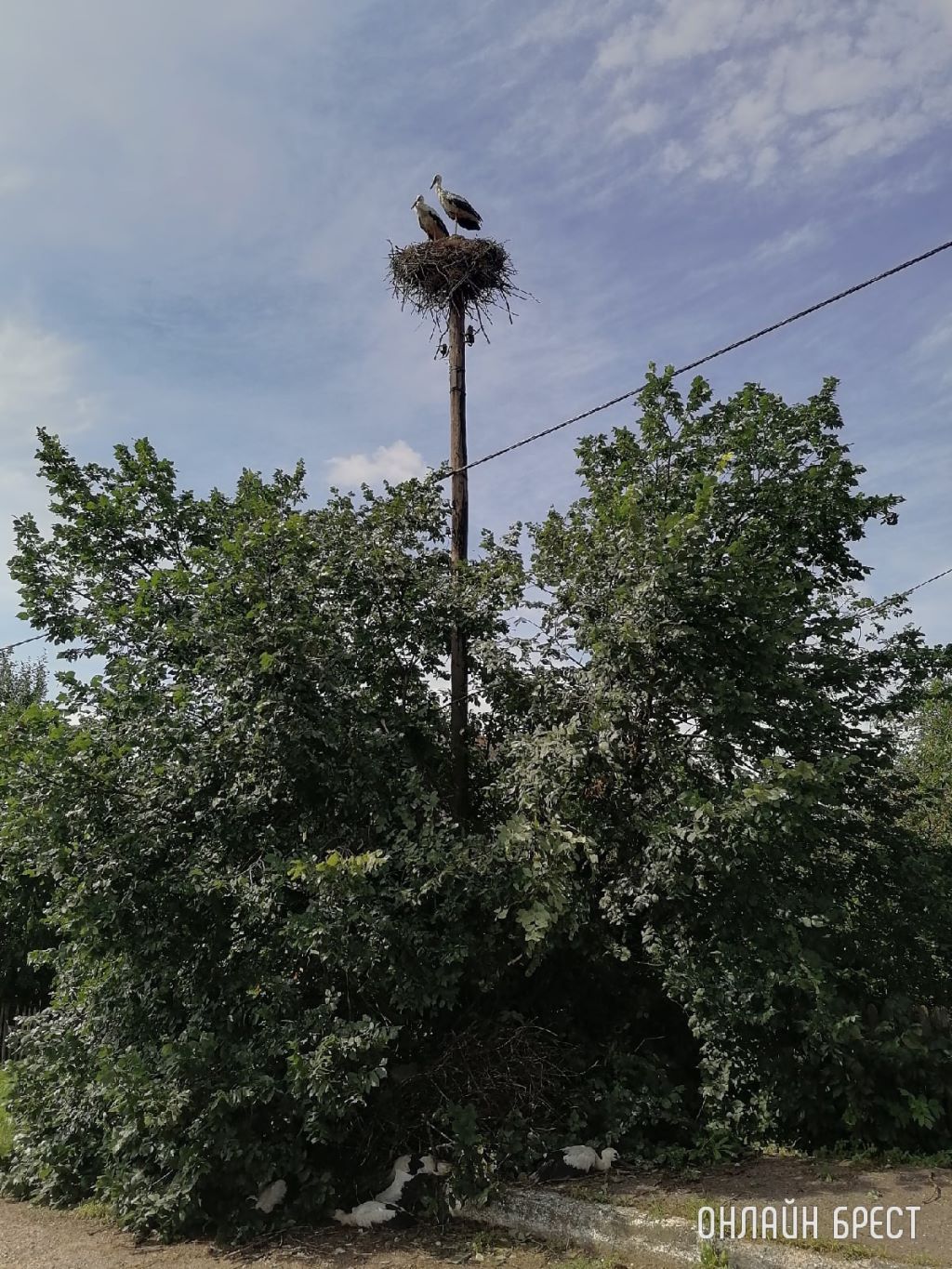 Как в Брестском районе спасали аистов