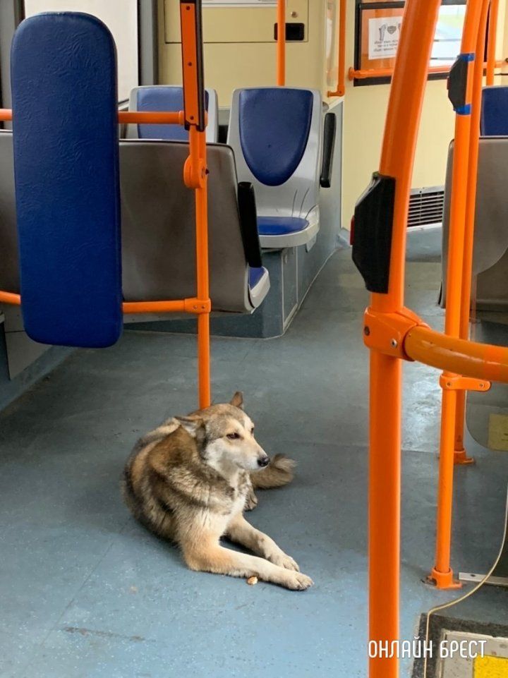 Читатель: Пёс-путешественник катается в общественном транспорте Бреста :)