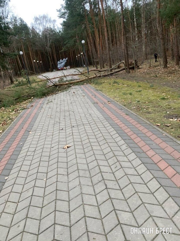 Читатель: Последствия сильного ветра в Бресте