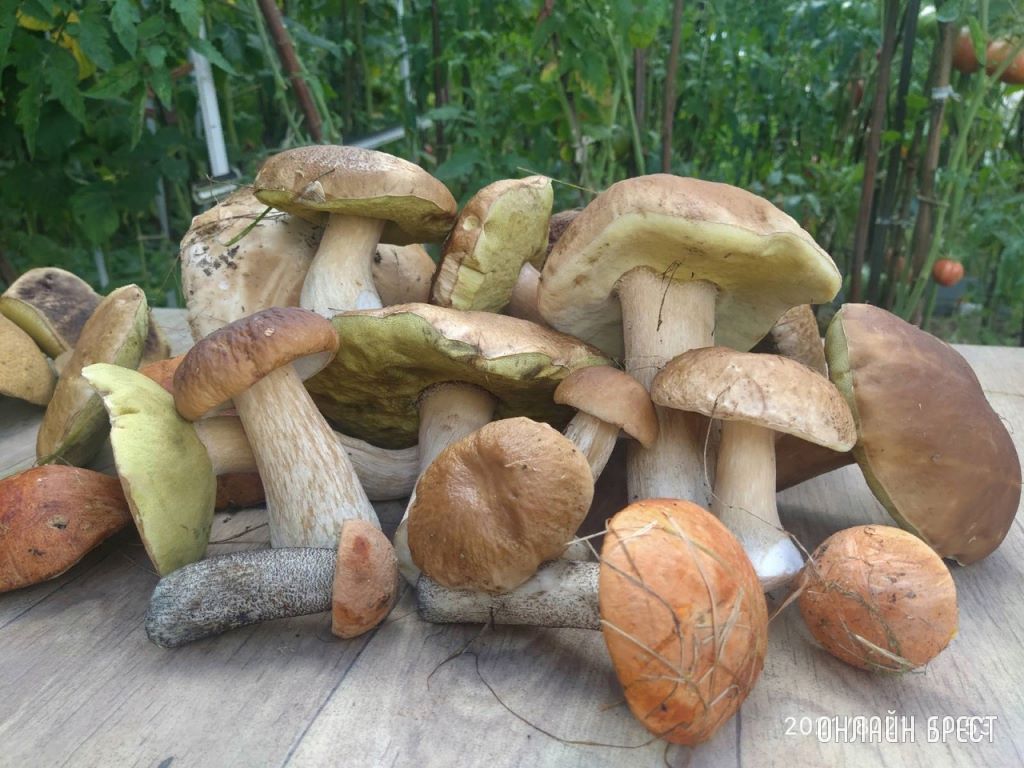 Читатели продолжают делиться фотографиями «грибной охоты»