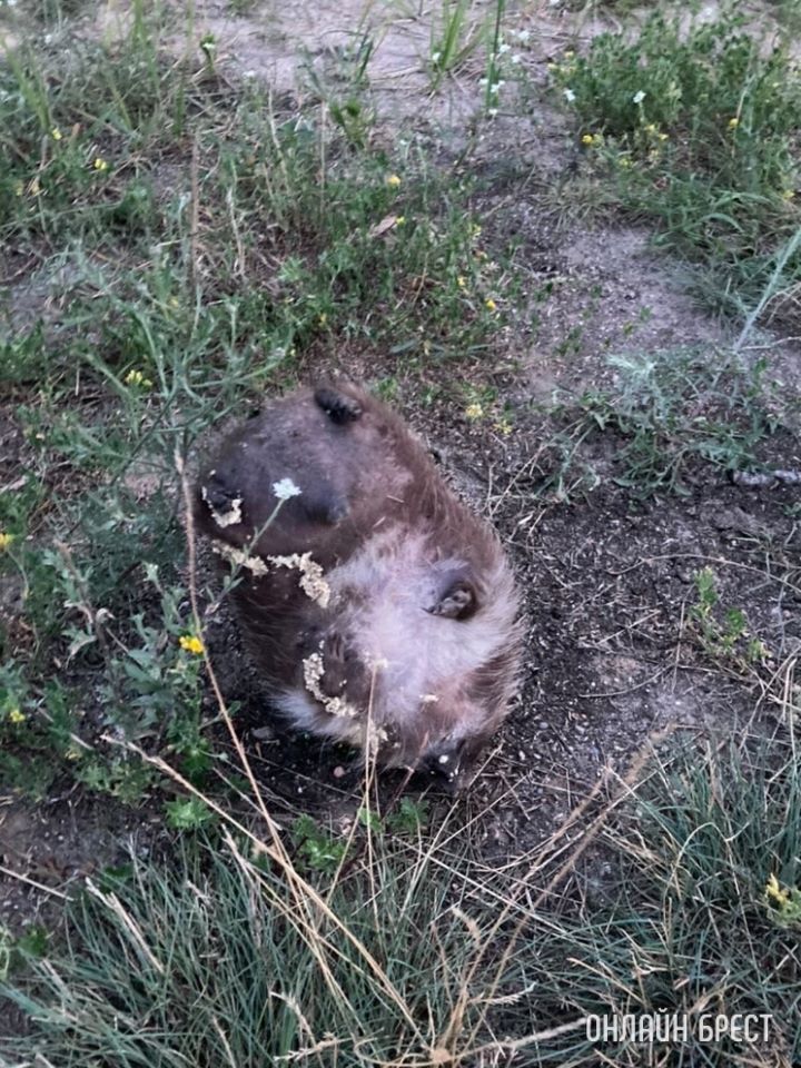 Если что, это такой раздутый ёжик в микрорайоне Южный
