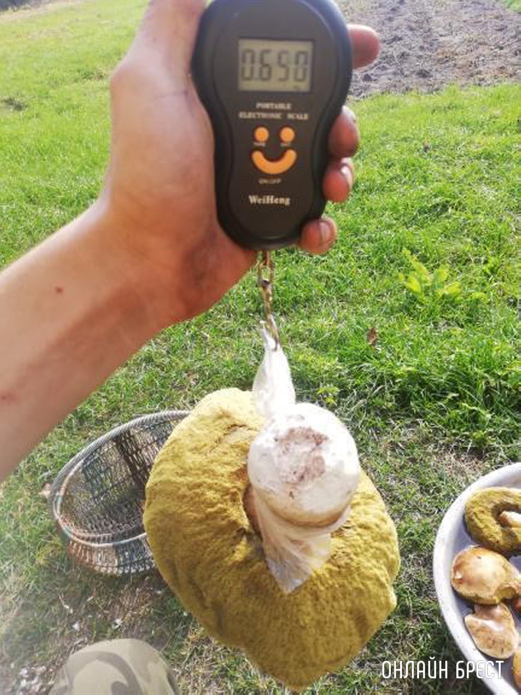 Вот такой очень большой и чистый гриб нашёл в Брестской области в Ивановском районе