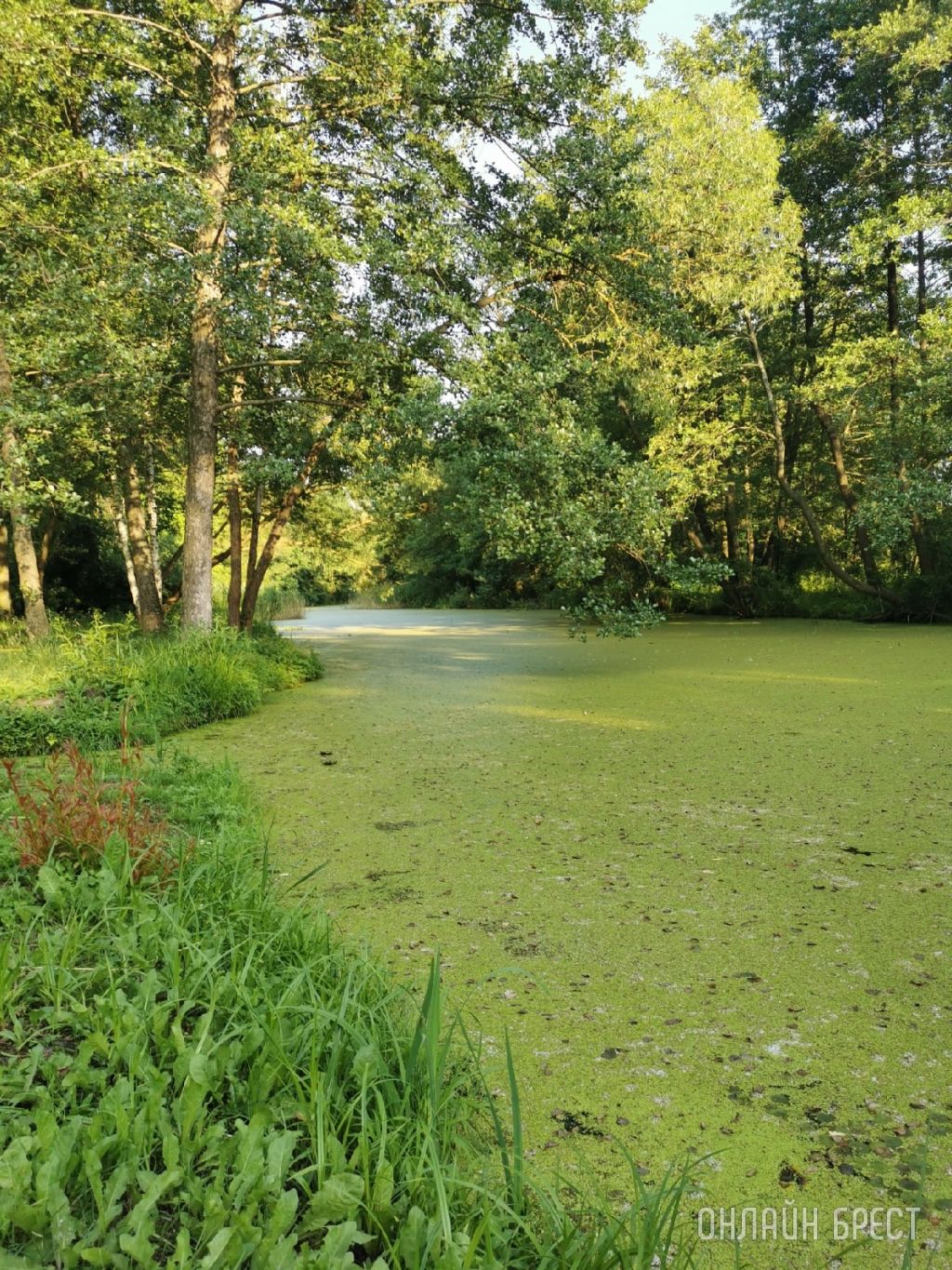 Посмотрите, как красиво! Фото сделаны в Брестской области