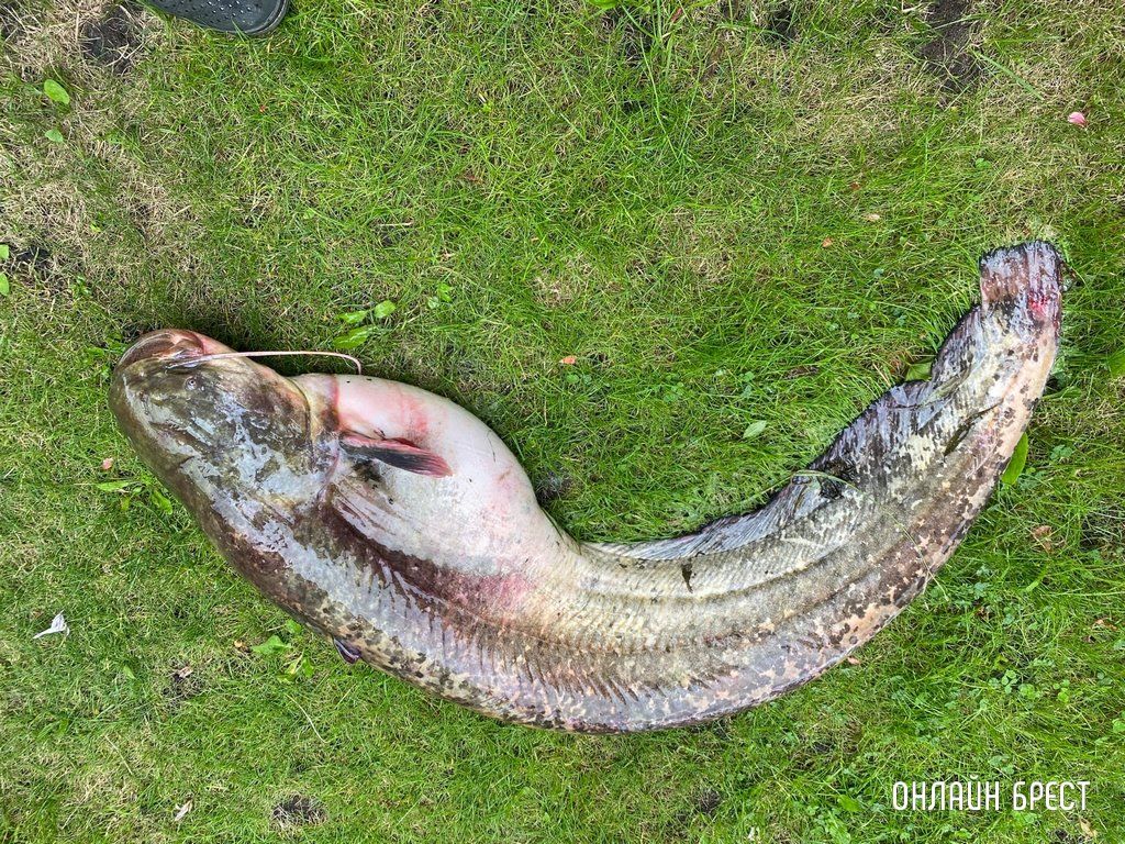 Читатель: Житель Бреста выловил в Пинском районе 12-килограммового сома