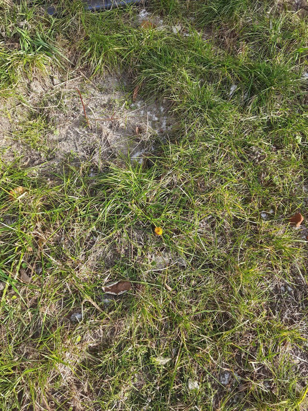 Читатель: На Дубровке в Бресте зацвёл в феврале одуванчик