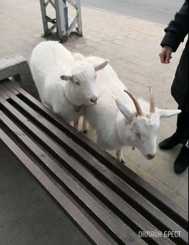 Читатель: Козочки гуляют по городу. Чьи? Сегодня в Бресте, остановка «Областная больница»