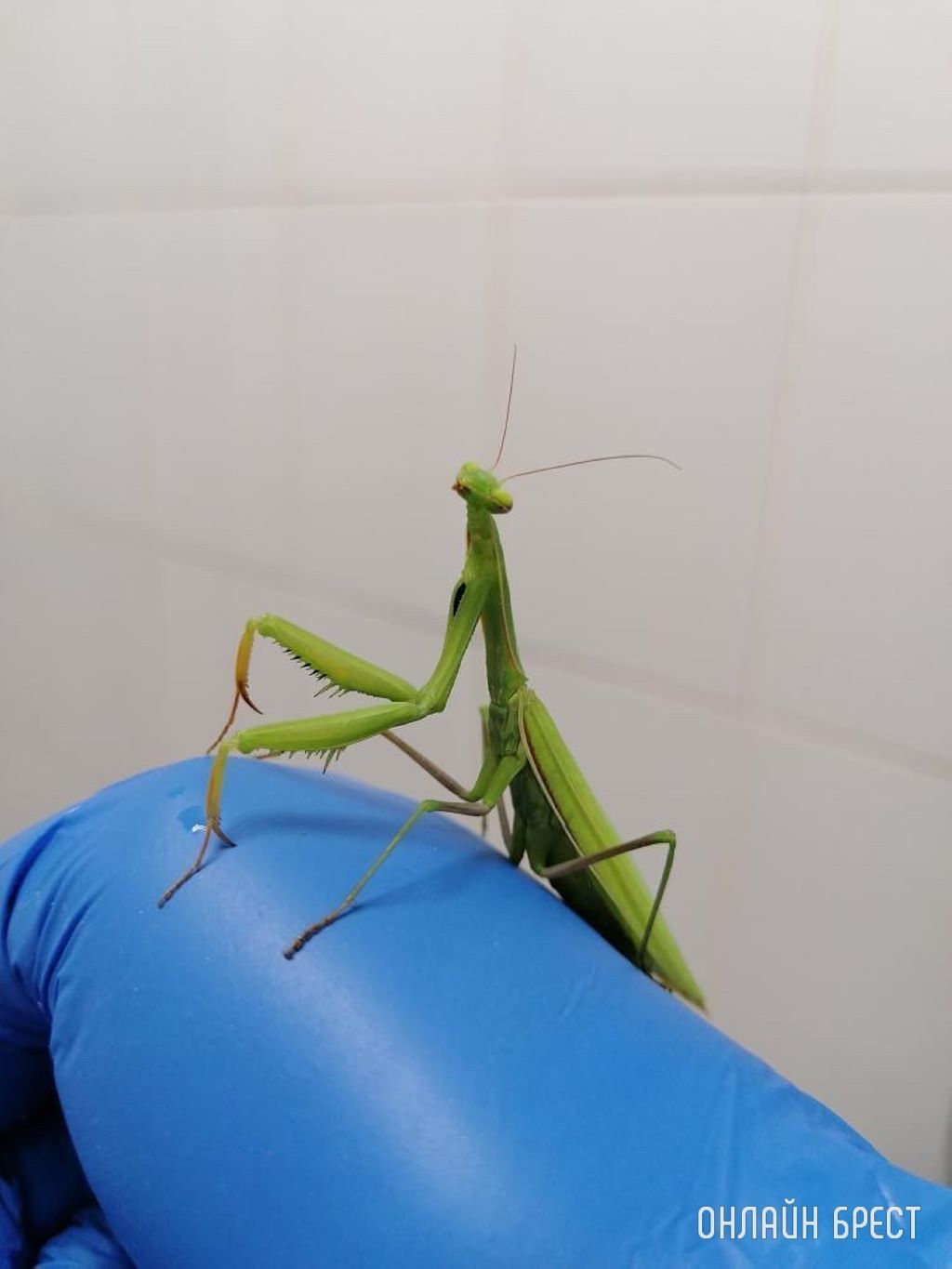 Богомол залетел ко мне на работу :)