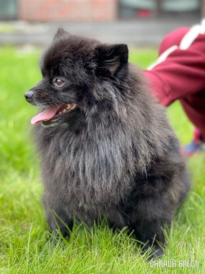 Эмоции, слёзы… Нашли нашу собачку, которая пропала в Бресте пару дней назад
