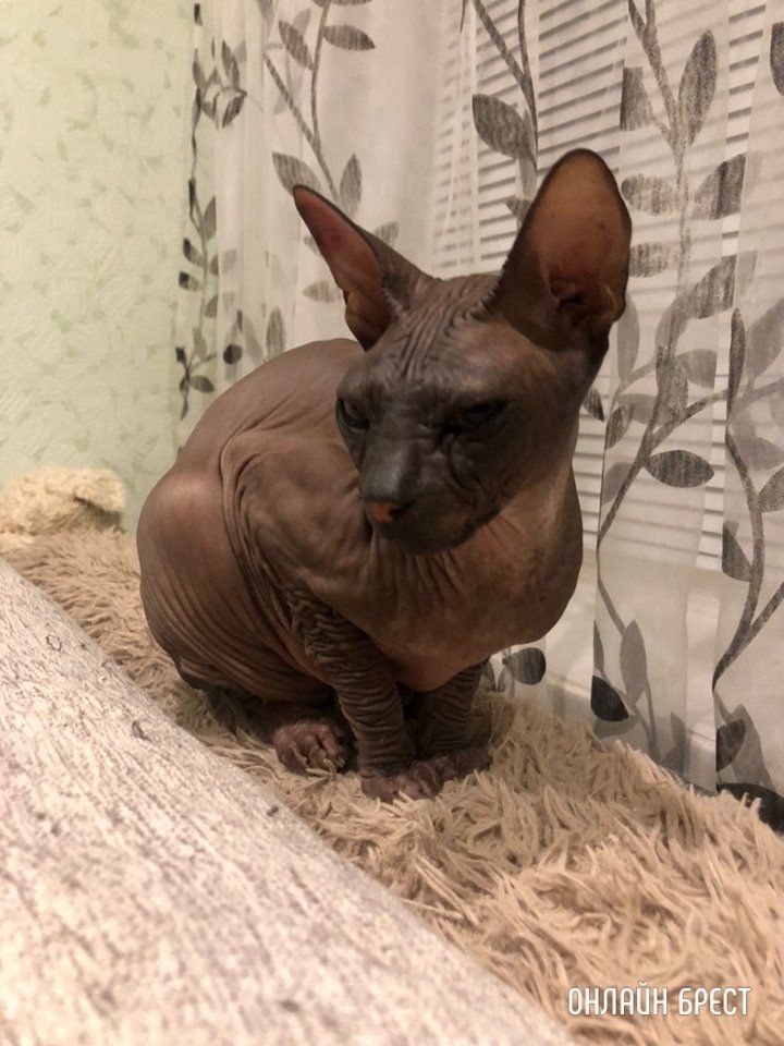 Читатель: Нашли канадского сфинкса в Бресте на Машерова, 34. Чей?