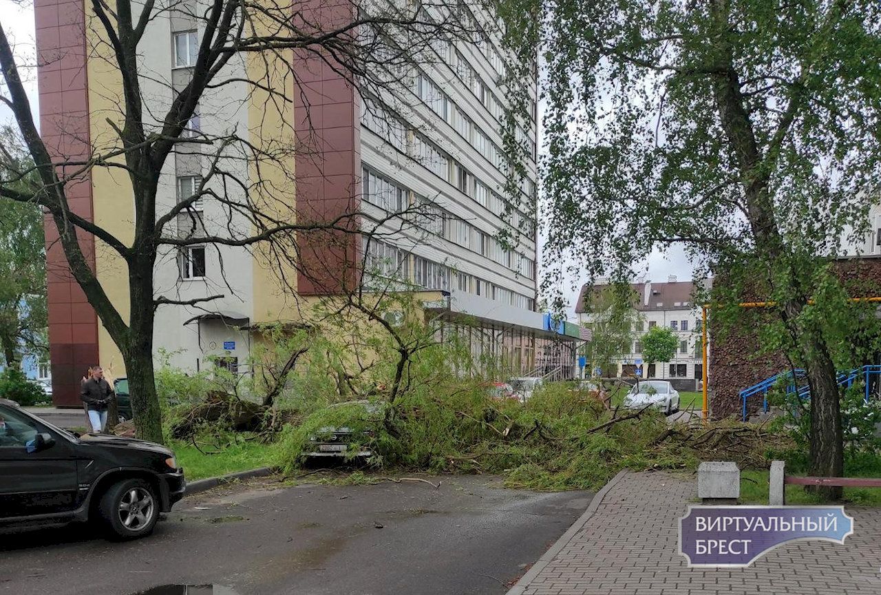 Кому-то не повезло. В центре Бреста дерево упало на автомобиль