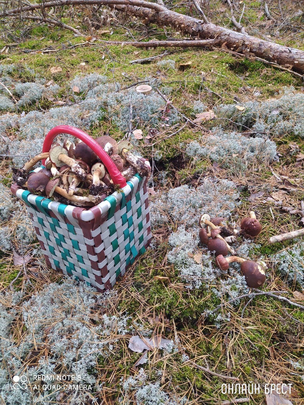 Читатель: Мой сегодняшний «улов» в Брестском районе