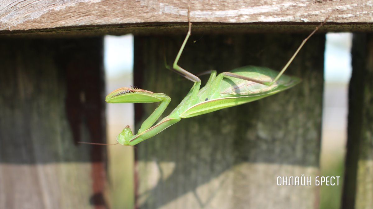 Читатель: Вот такую живность встретила на участке! Богомол