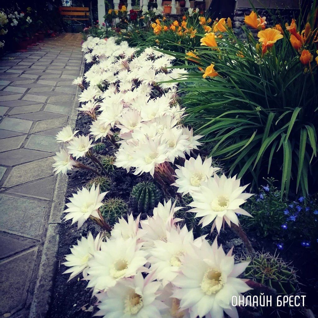 Читатель: Брестская область, Каменецкий район. Посмотрите, как красиво цветут кактусы