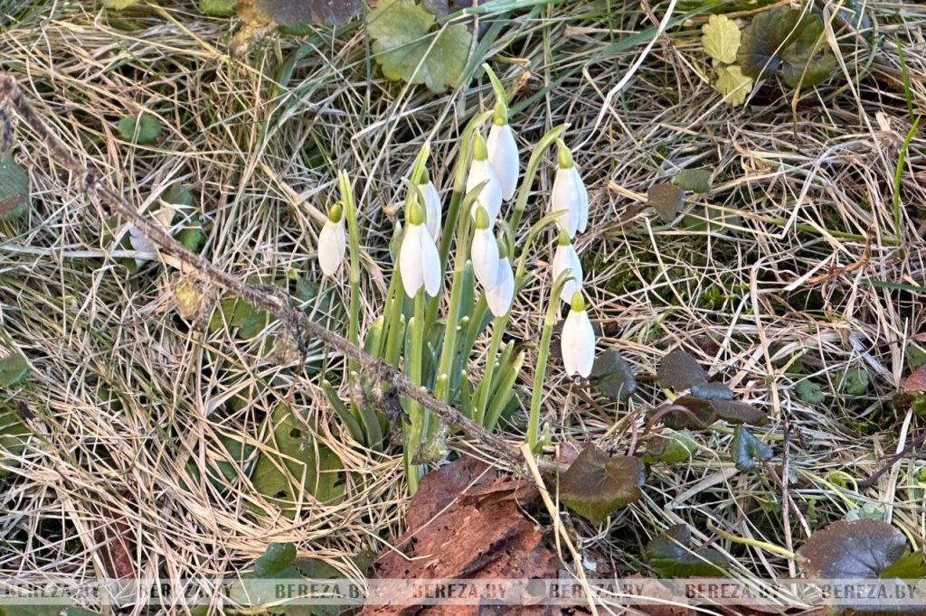 В Березе в середине февраля расцвели подснежники