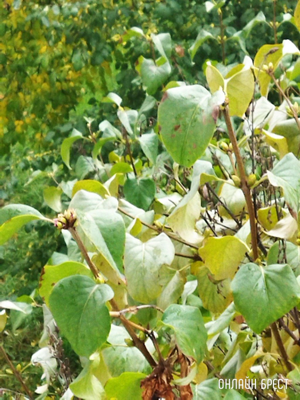 Читатель: Зацвели! Разве в такую пору года это возможно? Фото сделано в Бресте