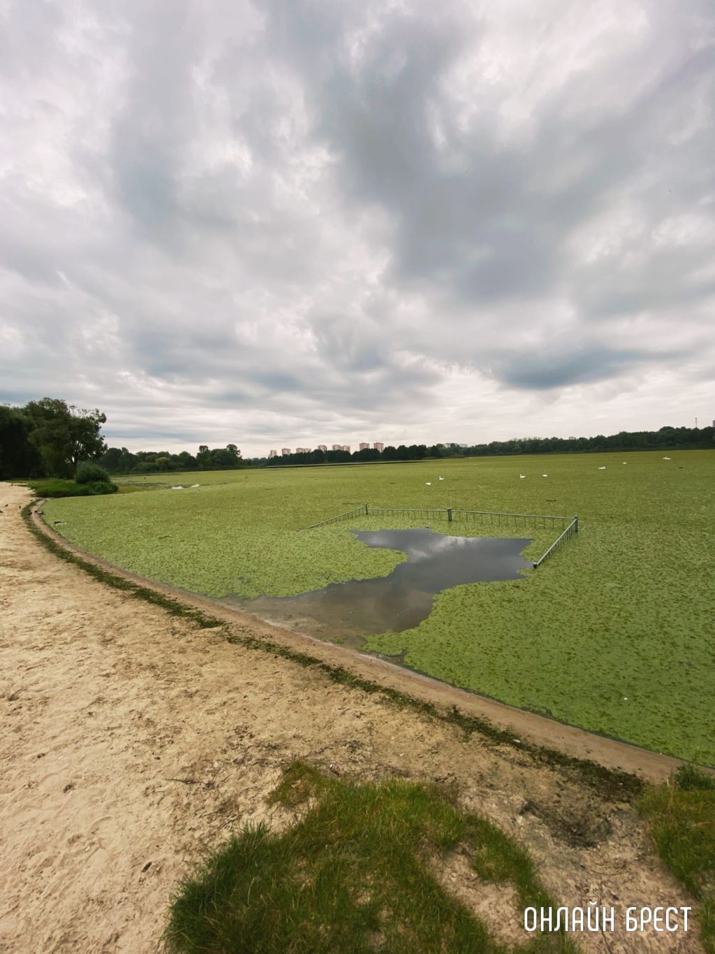 Брест, Набережная. Мухавец затянуло полностью