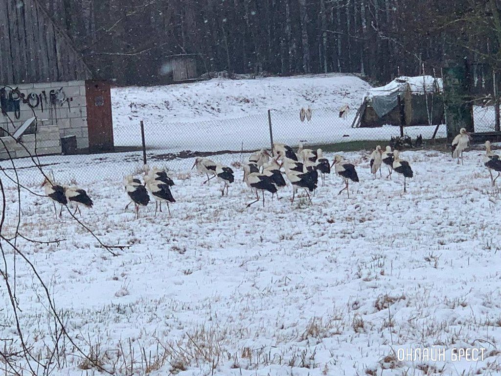 Читатель: Снег и аисты. Фото сделано в Кобринском районе