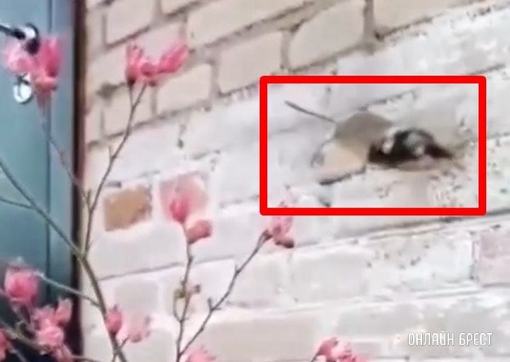 Читатель: Почти колибри. Получилось снять близко на камеру бабочку-бражник