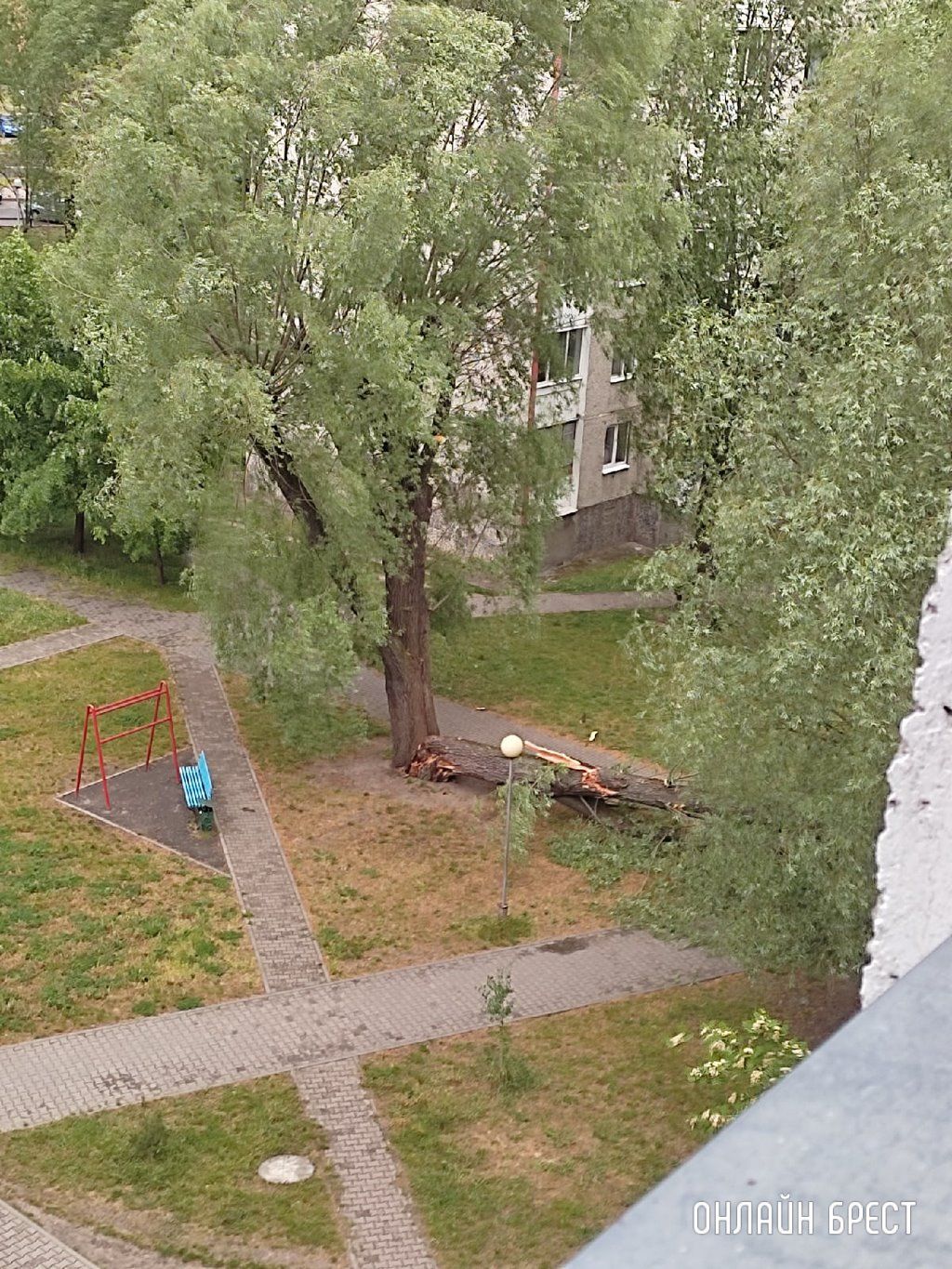 Читатель: На Суворова в Бресте упало дерево