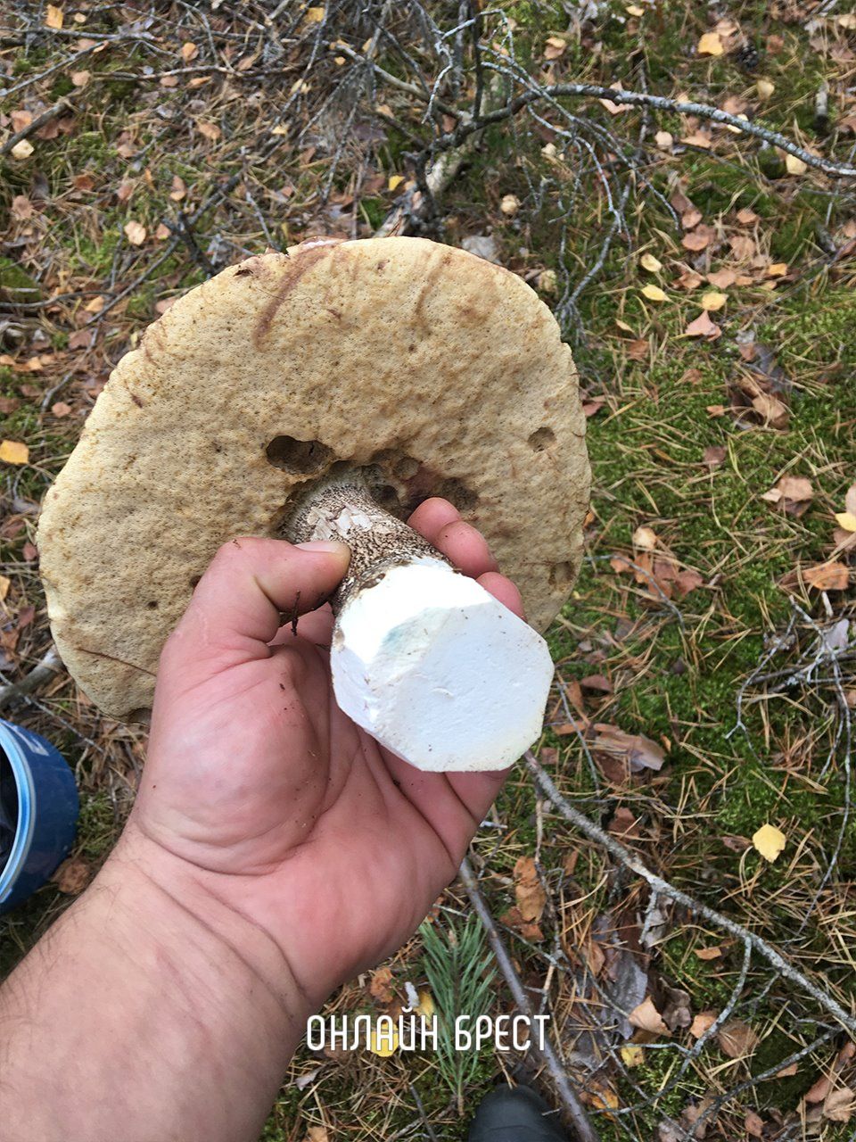 Наши читатели поделились с нами удивительным уловом грибов