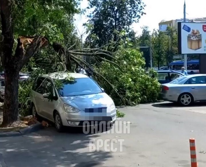 Читатель: Сегодня в центре Бреста дерево упало на автомобиль
