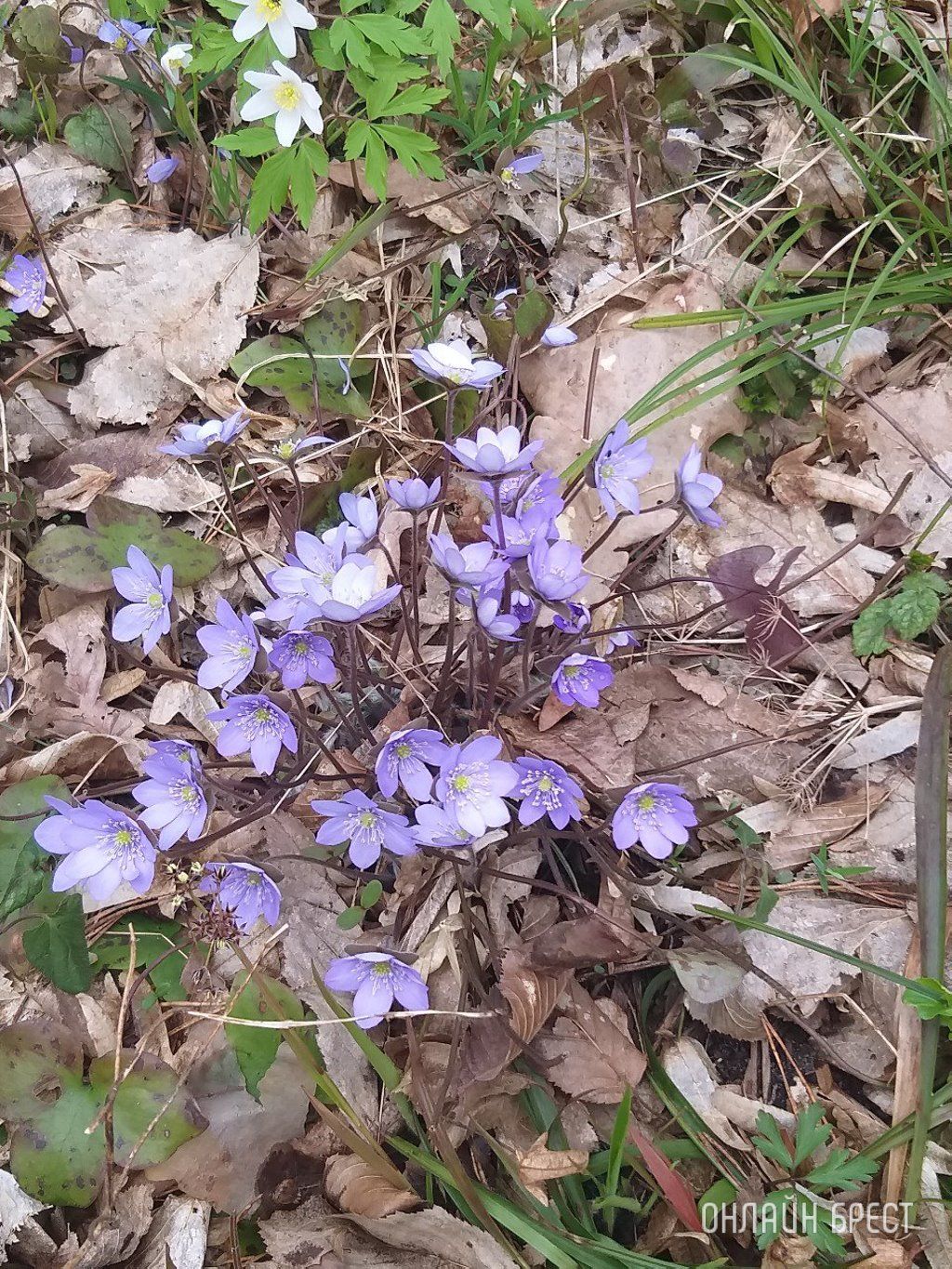 Читатель: Привет из Роматовского леса!