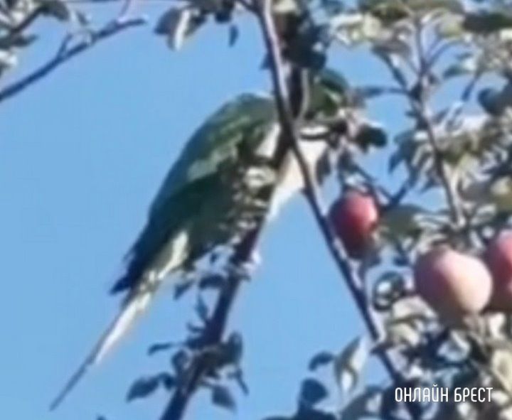 Читатель: В СТ «Муховецкое», возле Красного двора, прилетел попугай