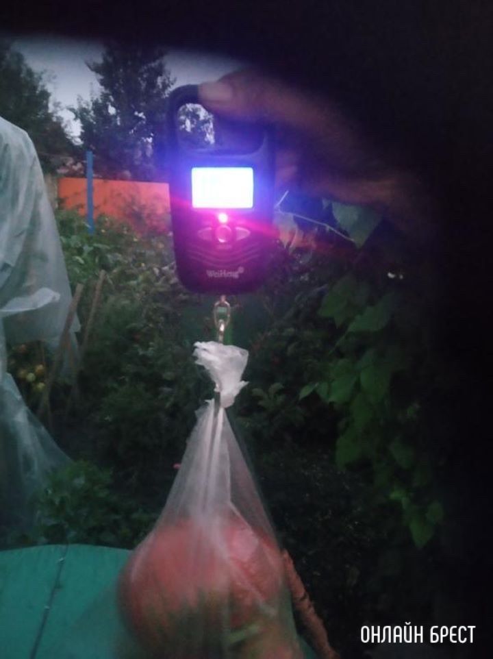 Посмотрите, какой огромный помидор вырос в Бресте