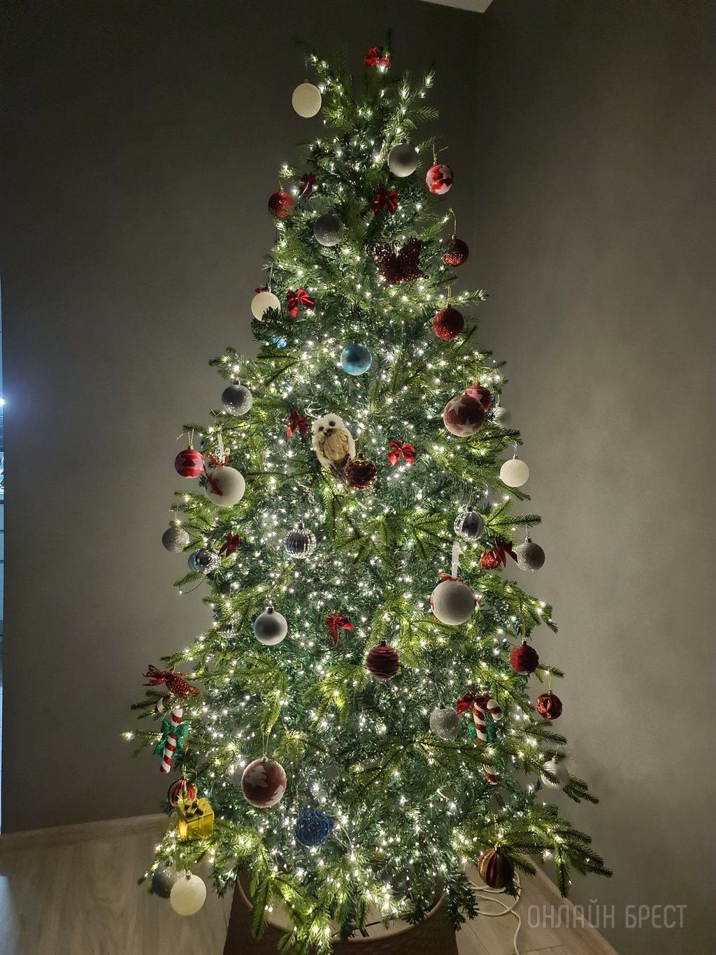 Новогодние красавицы наших читателей