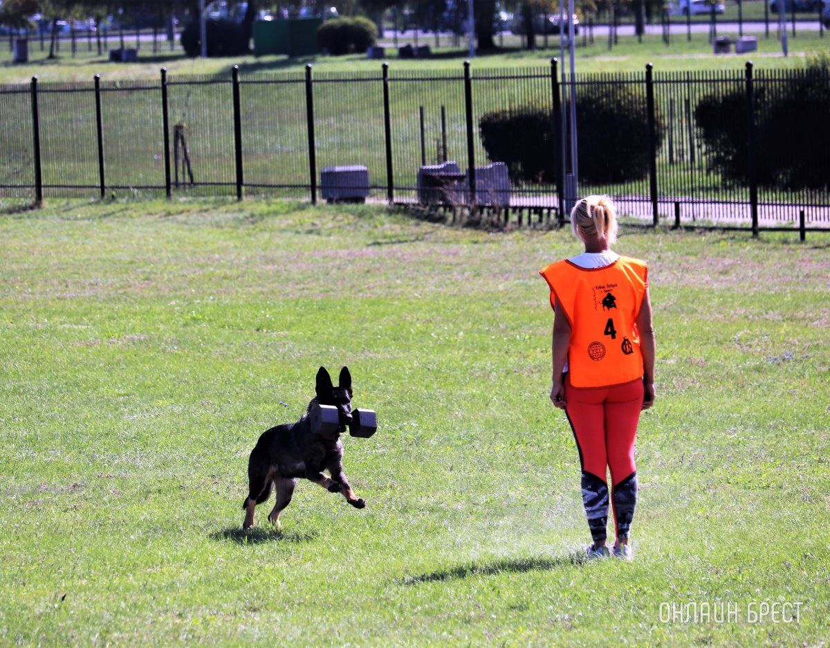 Читатель: Состязания кинологов на Гребном в Бресте. Небольшой фоторепортаж