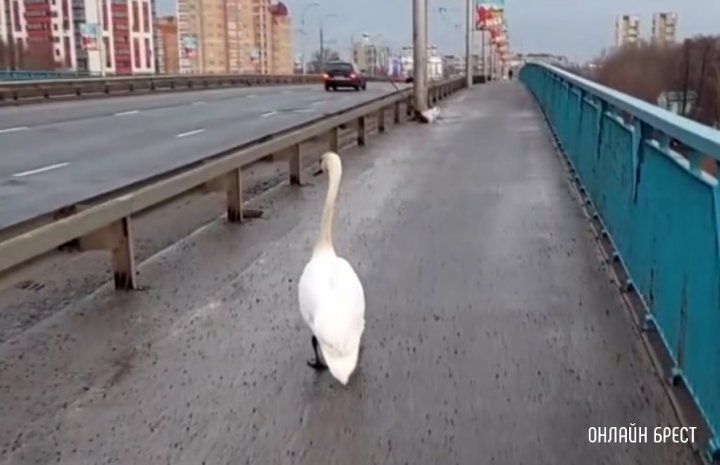 Читатель: Лебедь гуляет по Бресту :) Видео снято сегодня утром