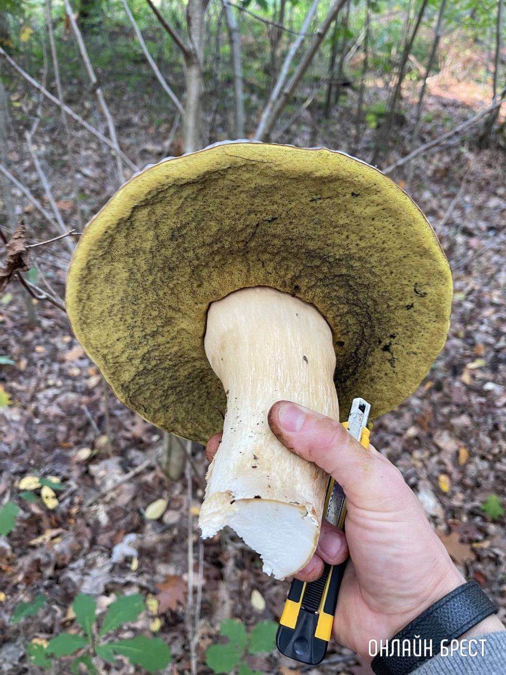 Брестчанин: Сходил в Бельгии в лес за грибами и вот что получилось :)