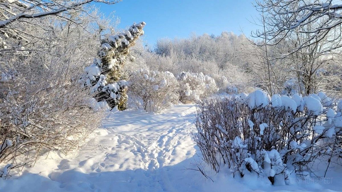 Читатель: Зимняя сказка в дендрарии БрГУ им. А.С.Пушкина
