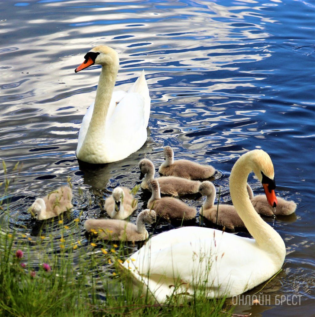 Читатель: Лебединое семейство на озере в Малоритском районе