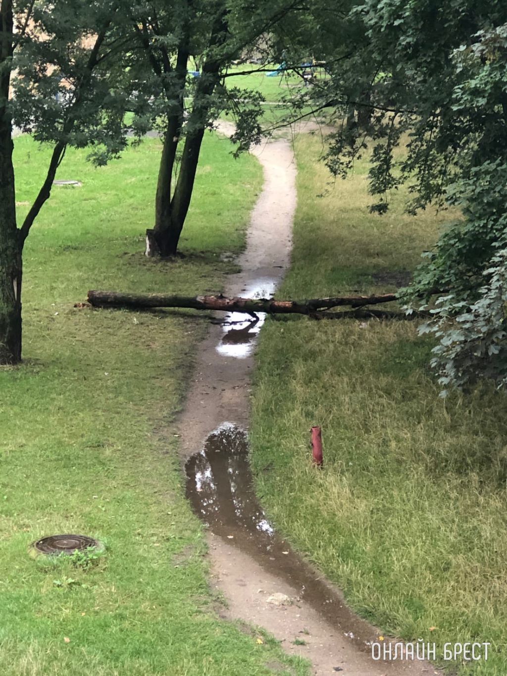 Дерево упало на дорожку. Брест, Заводской 3-й пер. 34А
