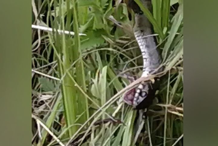 Змея напала на лягушку