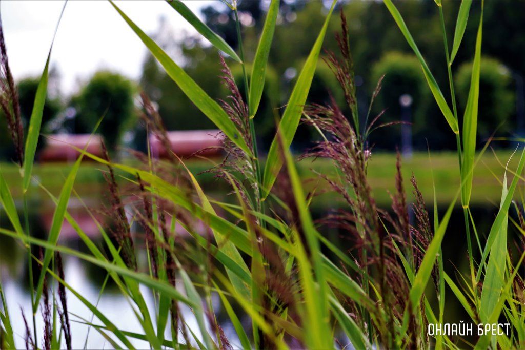 Читатель: Вот такую красоту можно увидеть в Малорите