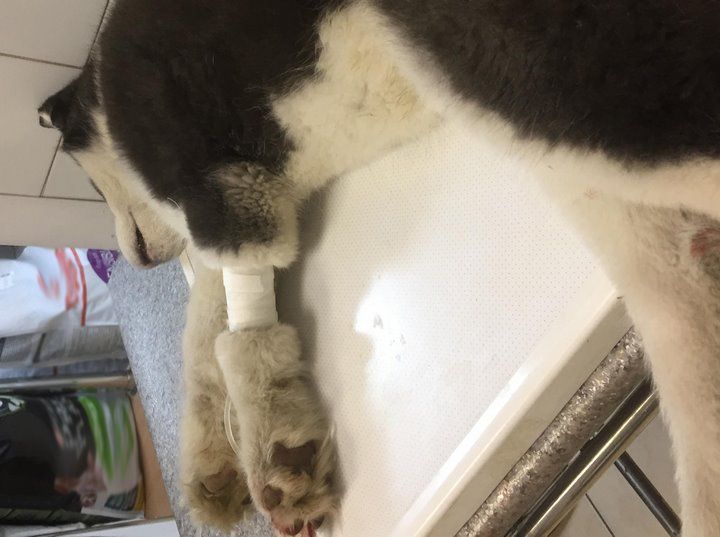 Читательница: В Бресте на перекрёстке Варшавского шоссе и Грибоедова сбили мою собаку (хаски)