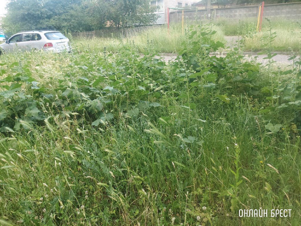 Читатель: Так выглядит детская площадка по ул.Шоссейной, 7. После прогулки во дворе, у ребёнка с одежды сняли клеща