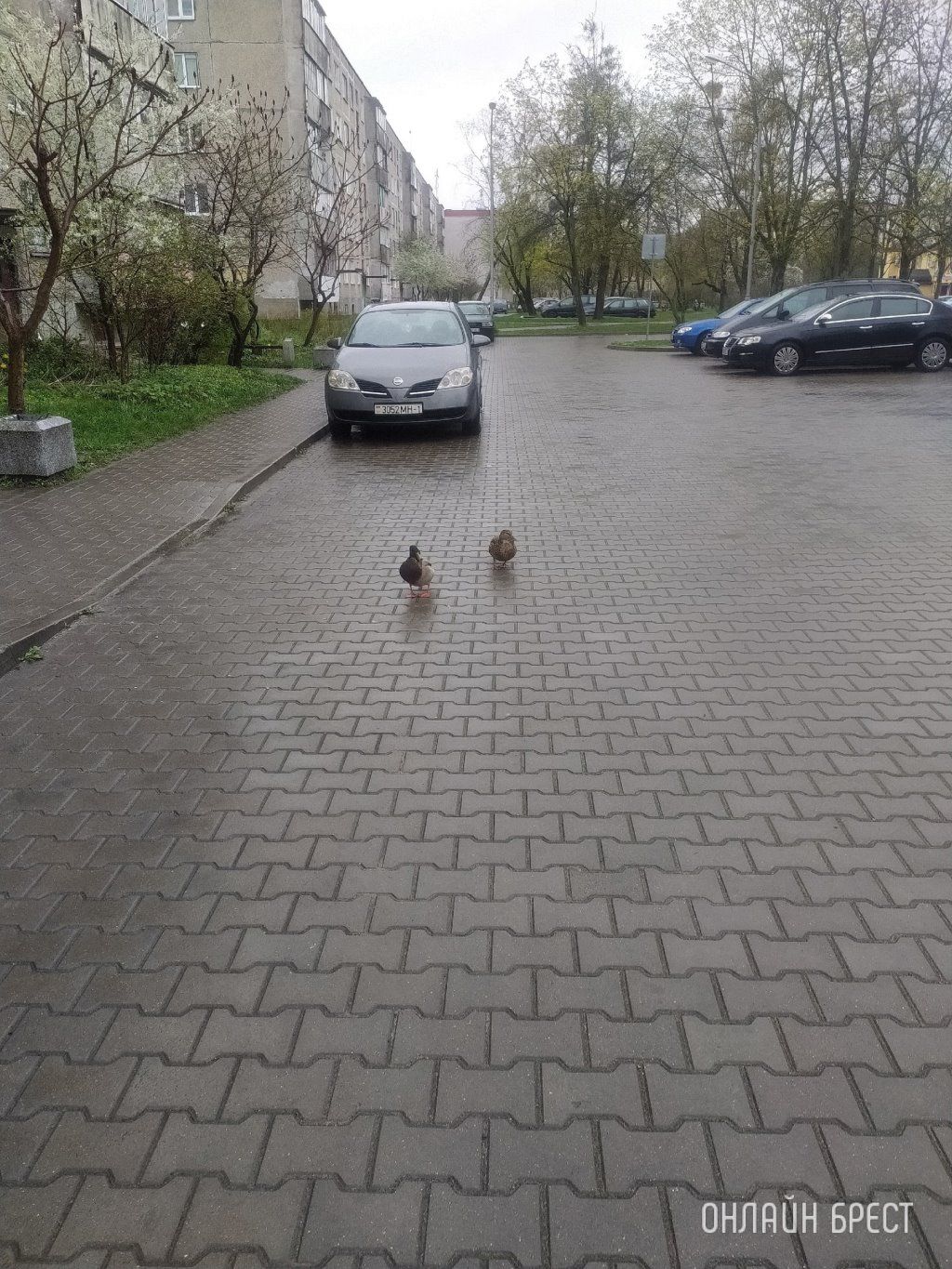 Читатель: В Бресте по Востоку гуляют утки :)