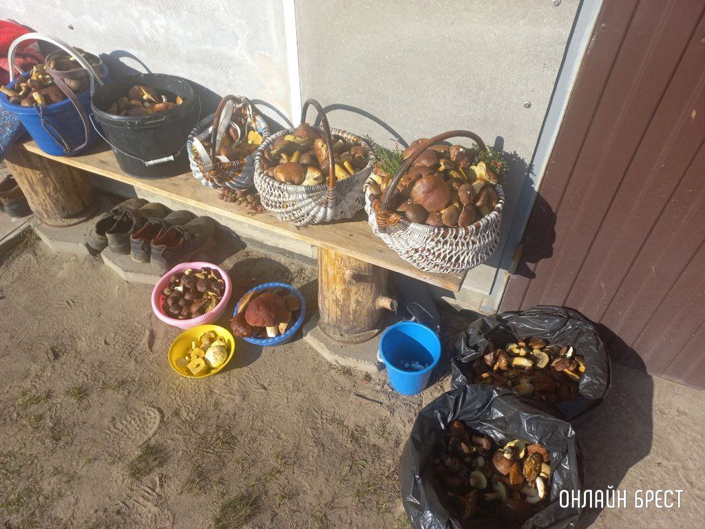 Читатель: Малоритский район. Вот какой урожай удалось собрать нашей семье в субботу. Погодка была супер!