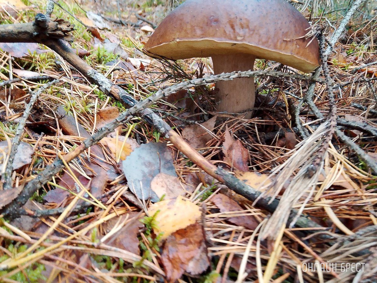 Читатель: Тихая охота удалась!