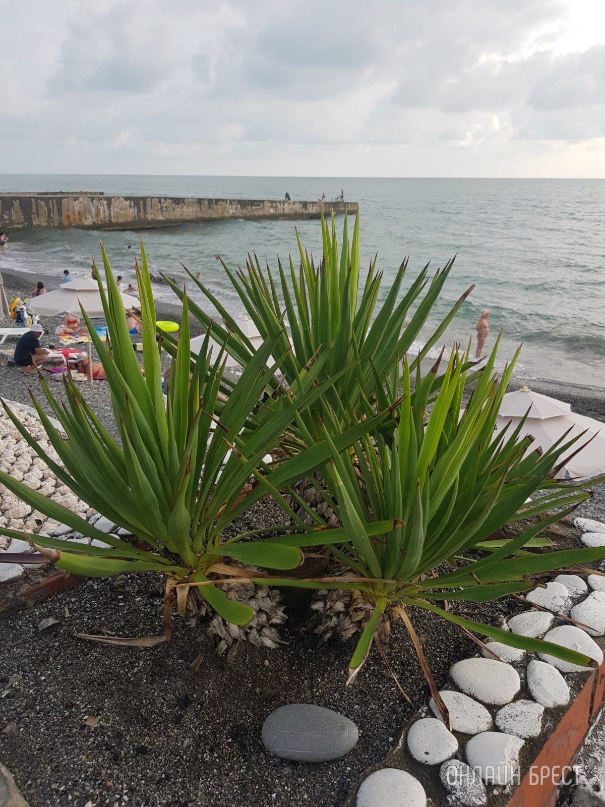 Читатель: Привет Бресту из Адлера!