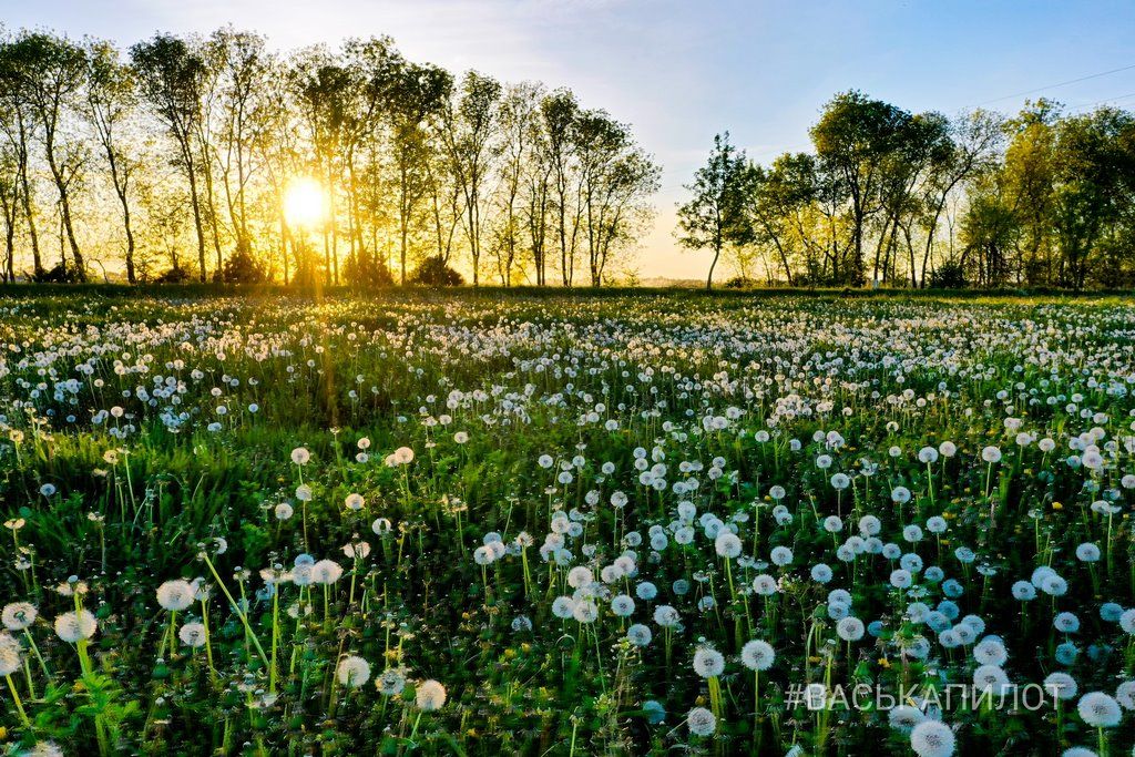 Из жёлтого в белый. Так сейчас выглядит то самое огромное поле одуванчиков, которое находится недалеко от Бреста